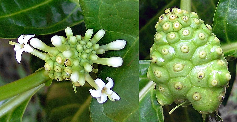 Fleurs hermaphrodites sessiles à hypanthes. Le fruit est un syncarpe de 3-12 cm, riche en vitamine C à teneur en potassium assez élevée. Vertus médicinales © Pietro Puccio