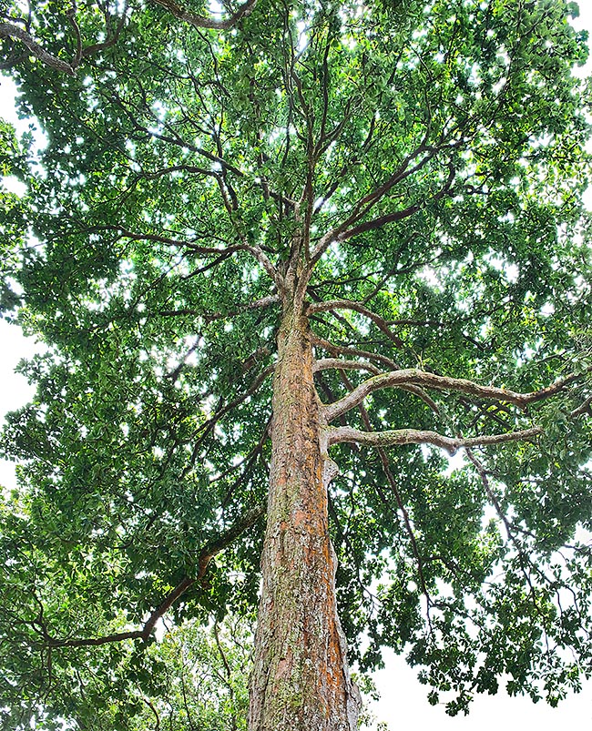 Commun dans les forêts du sud-est asiatique, Palaquium obovatum atteint 40 m avec un tronc de 80 cm © Mazza