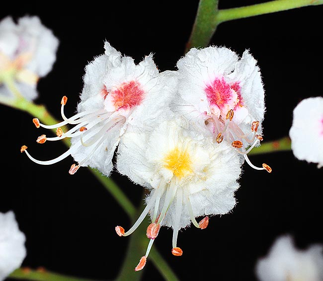 Aesculus hippocastanum, Sapindaceae, marronnier d'Inde