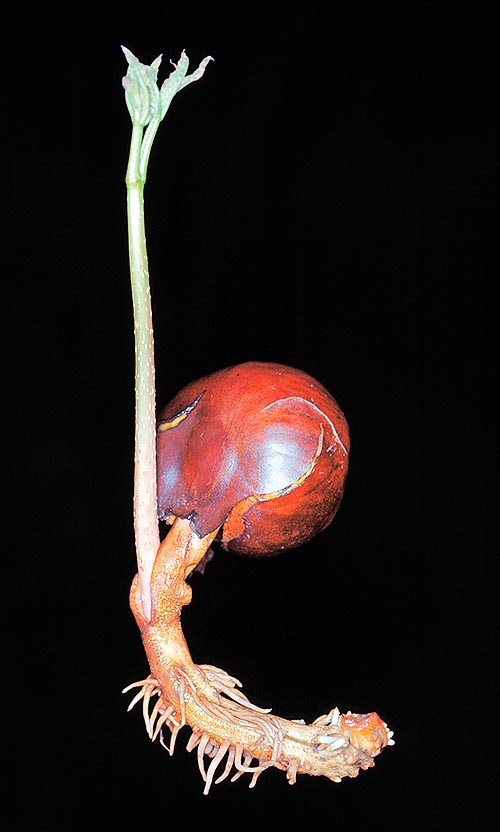 Aesculus hippocastanum, Sapindaceae, Ippocastano