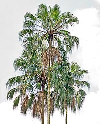 Taraw-Palme 15-25 cm LIVISTONA SARIBUS 