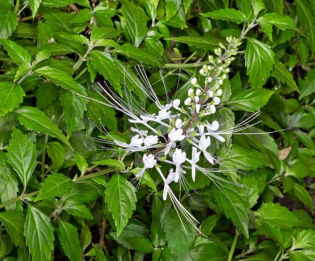 Orthosiphon aristatus es una herbácea perenne del sudeste asiático. Vistosa inflorescencia y virtudes medicinales © Giuseppe Mazza
