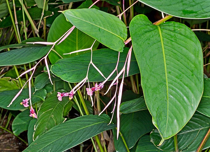 Marantochloa purpurea is a perennial rhizomatous, tropical herbaceous plant forming 1-4 m tall tufts © Giuseppe Mazza