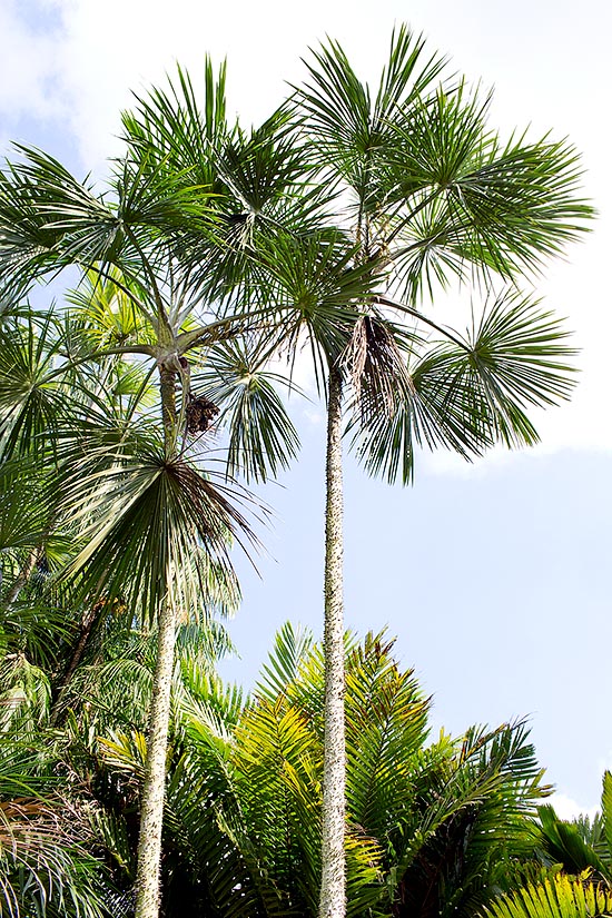 La Mauritiella armata alcanza los 20 m de altura con troncos de 8-14 cm © Giuseppe Mazza