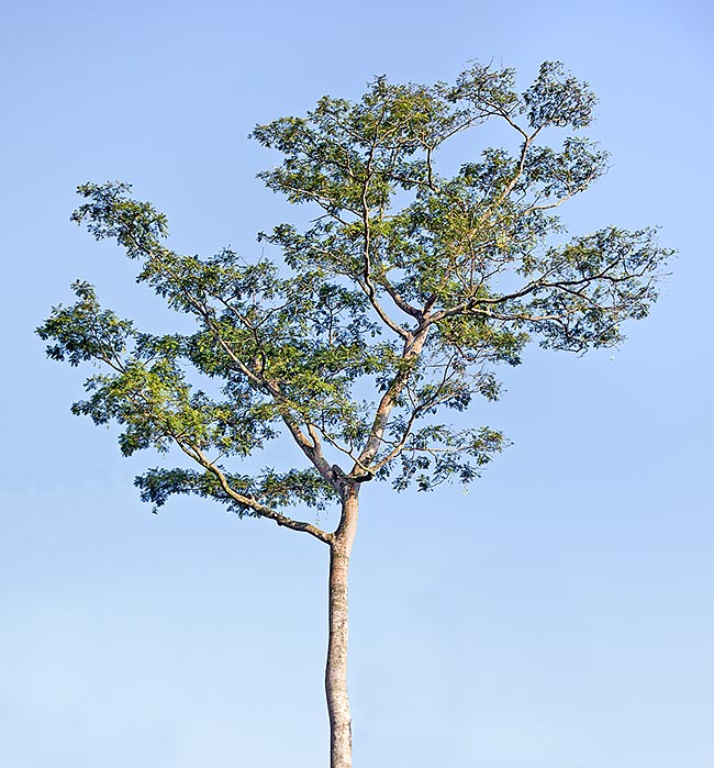 La Parkia timoriana puede alcanzar los 40 m con un tronco cilíndrico de cerca 80 cm © Giuseppe Mazza