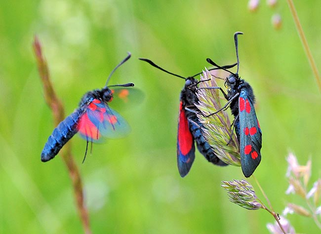 Zygaena filipendulae is in absolute the most common species in its area © Gianfranco Colombo