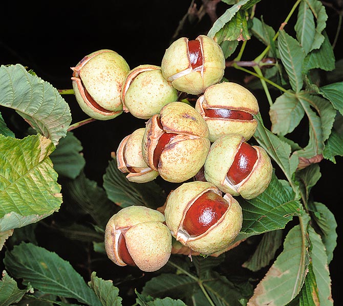 Aesculus hippocastanum, Sapindaceae, Horse-chestnut