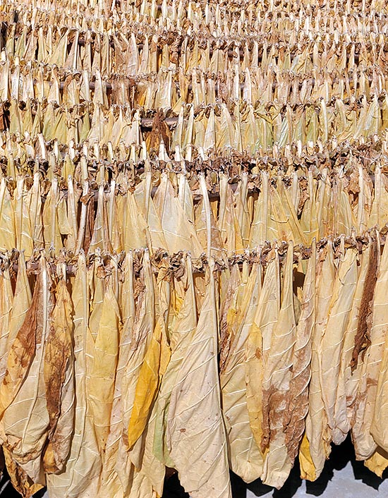 Le foglie, qui stese al sole per la produzione di tabacco, misurano 60-100 cm © Giuseppe Mazza