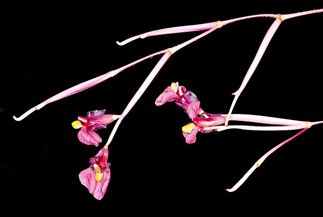 The ramified and loose inflorescences, even 45 cm long, have 1,8 cm hermaphroditic flowers © Giuseppe Mazza