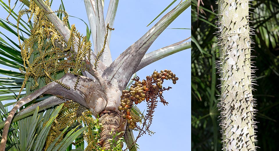 Planta femenina con dos inflorescencias una infrutescencia. A derecha un detalle del tronco armado de raíces adventicias espinosas cónicas © Giuseppe Mazza