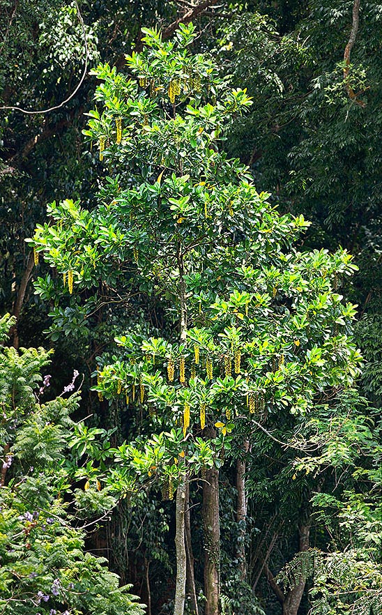 Poco cultivada, la Lophanthera lactescens es un árbol de 20 m originario de Brasil © G. Mazza