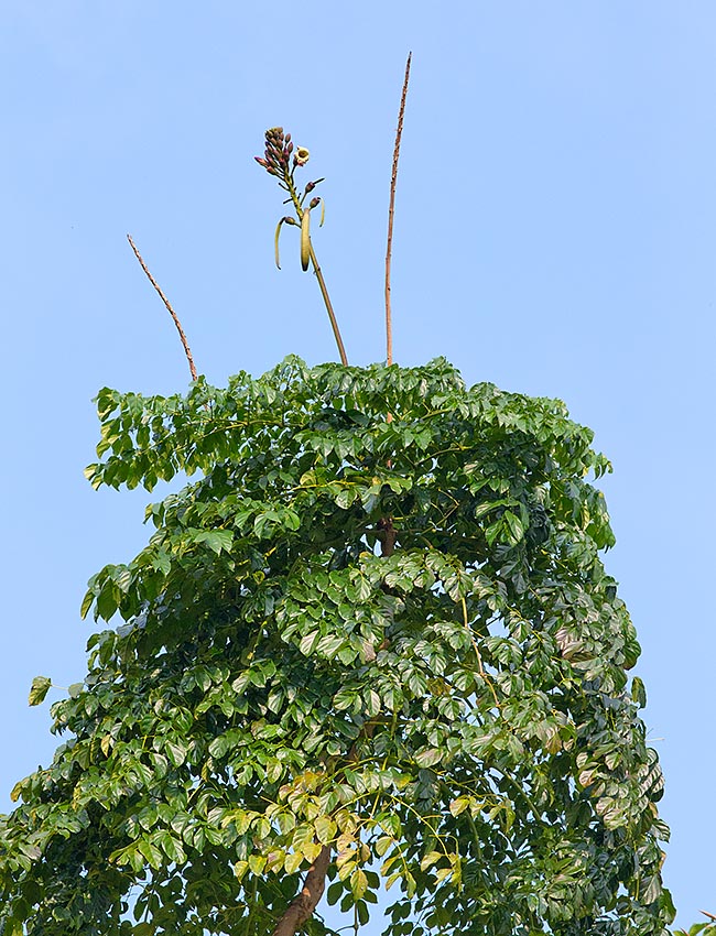 Poco ramificado, alto hasta 15 m con un tronco di 15-30 cm, El Oroxylum indicum crece en el sudeste asiático © Giuseppe Mazza