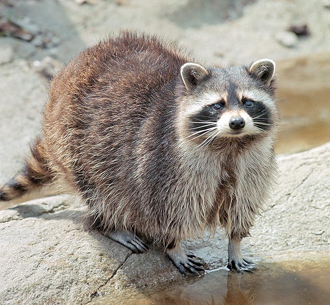 Procyon lotor, Procyonidae, Raton laveur, Bandit masqué