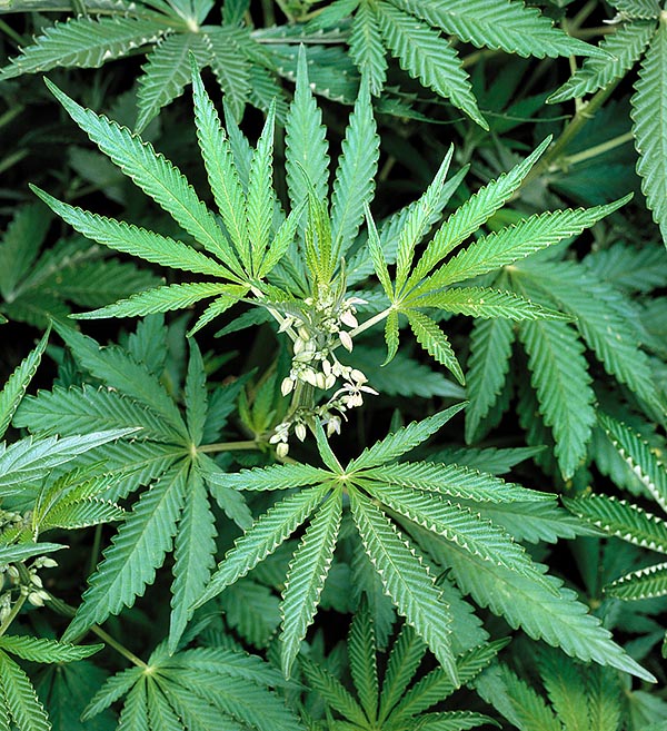 Según el ambiente en el que viva, el cáñamo (Cannabis sativa) puede convertirse en droga © G. Mazza