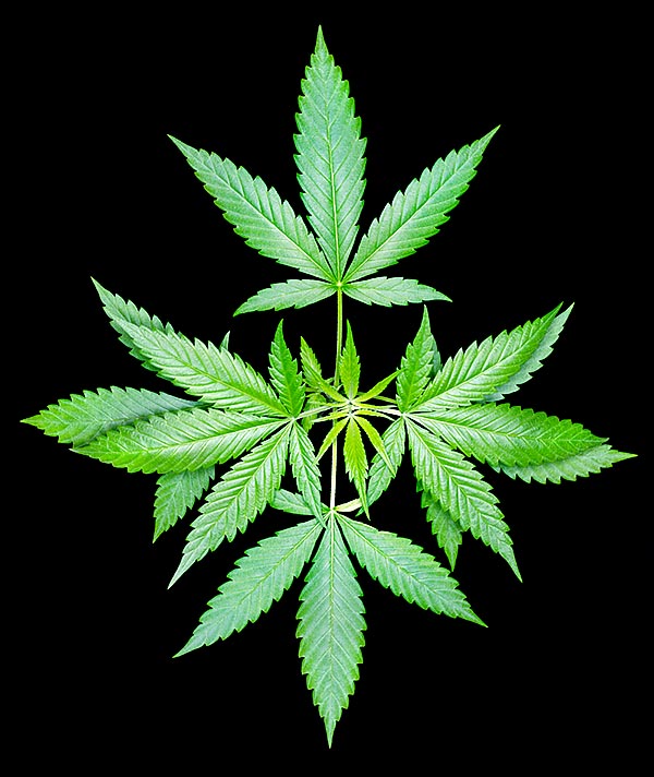 Cannabis sativa x C. indica hybrid. The use of these substances can be very harful © Giuseppe Mazza
