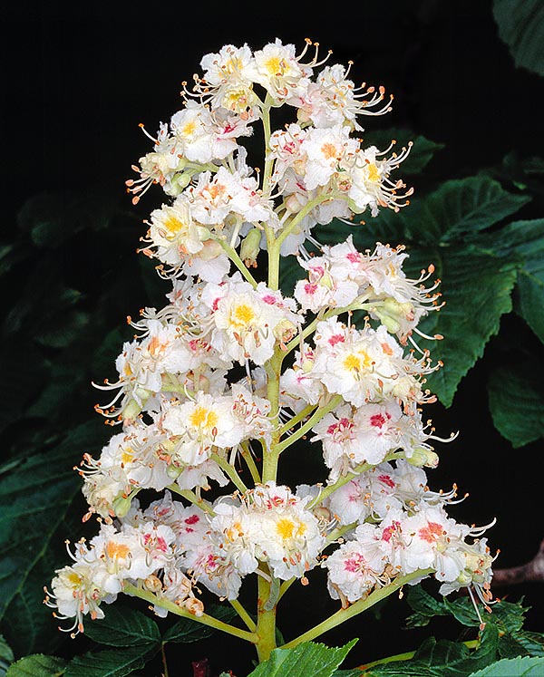 Aesculus hippocastanum, Sapindaceae, marronnier d'Inde