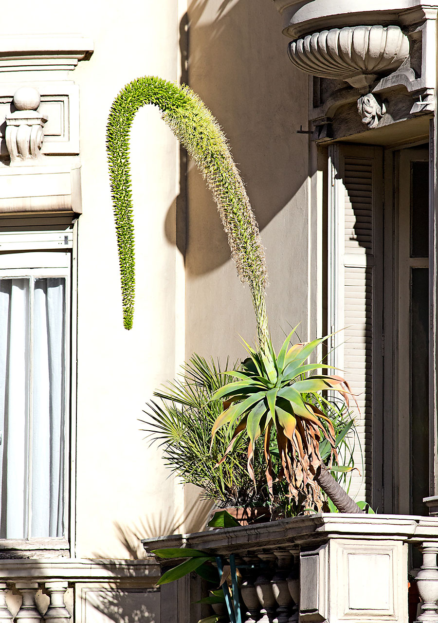 Balcone fiorito in una casa Belle Époque di Boulevard des Moulins, Principato di Monaco
