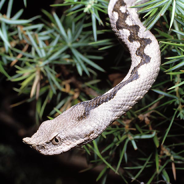 Alcuni serpenti, come questa Vipera ammodytes, mostrano dei corni © Giuseppe Mazza