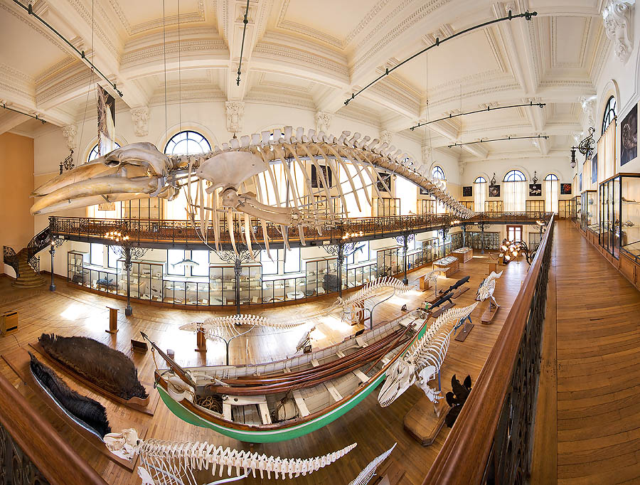 La "sala de la Ballena" del Museo Oceanográfico con esqueletos de Balaenoptera physalus, Pseudorca crassidens y Urcinus orca.