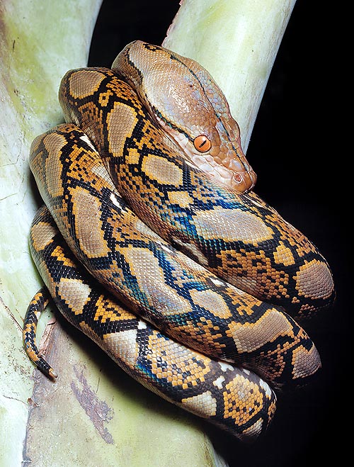 12 m long, the Python reticulatus is nowadays the longest extant serpent © G. Mazza
