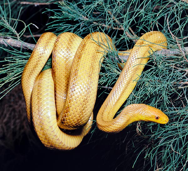 Con 2,6 m di lunghezza, l' Elaphe obsoleta è il piu grande serpente del Canadà © Giuseppe Mazza