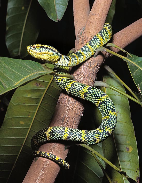 The Trimeresurus wagleri shows a certain sexual dimorphism with males smaller of 1/4 © Mazza