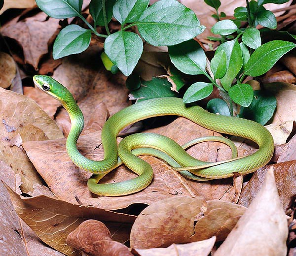 Whatever dangerous or frail as this nice Opheodrys aestivus, it is easy to understand, also from this big list of diseases, that keeping serpents it is a specialists' matter, admissible only for instruction or study purposes. Like ever living being they are to be respected because they have a role in the balance of the nature. The control the growth of pests and from their poison medicines are obtained © Giuseppe Mazza