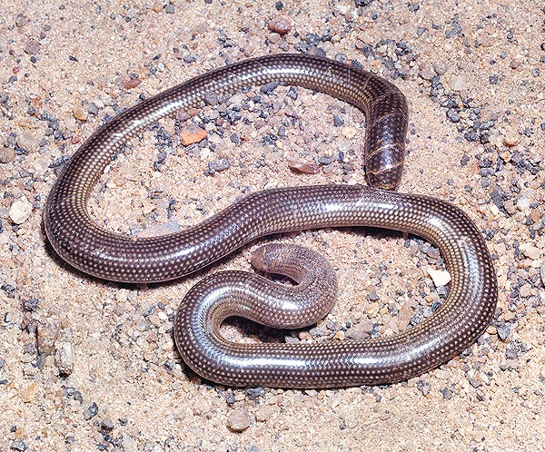 The Typhlops are primitive burrowers. Some do not even consider them serpents © Giuseppe Mazza