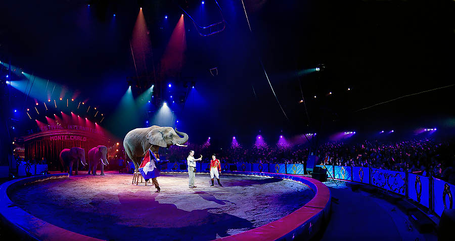 Festival Internazionale del Circo di Montecarlo: l'elefante africano Kenia, addestrato dalla famiglia tedesca Frankello, suona l'armonica e compie giochi di prestigio, trasformando le mele in banane.