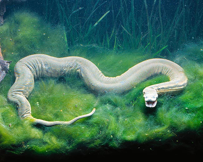 È forse il serpente più brutto, ma la pelle dell'Acrochordus javanicus è molto apprezzata dall'industria © Mazza