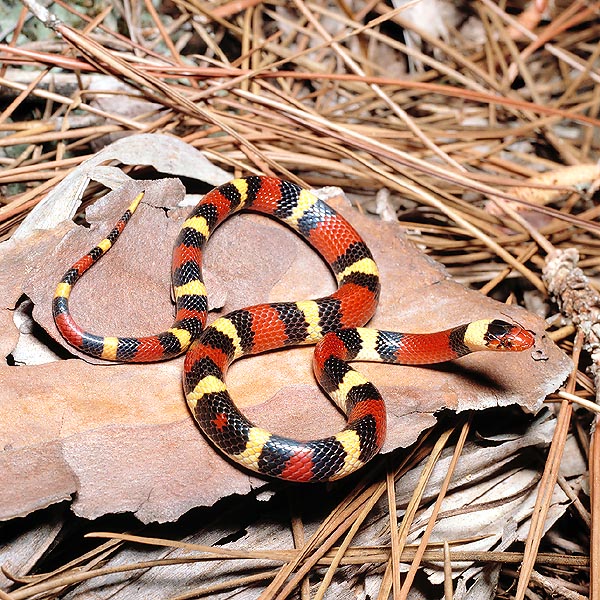 And this harmless Lampropeltis triangulum elapsoides has strong interest in resembling to it © G. Mazza