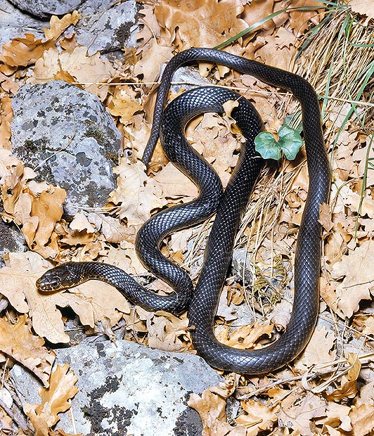 Melanistic specimen of Coluber viridiflavus © Giuseppe Mazza