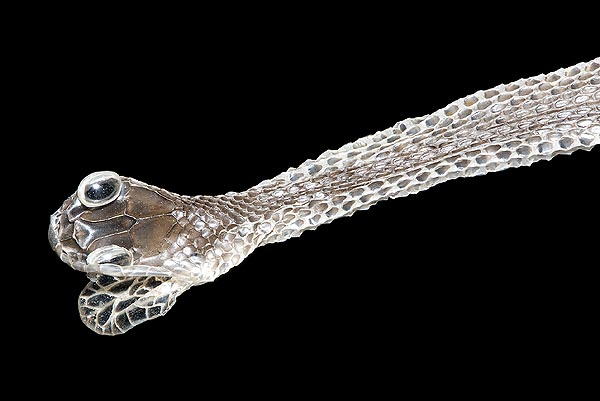 Exuvia di Malpolon monspessulanus. Periodicamente i serpenti rinnovano la pelle con la muta © G. Mazza