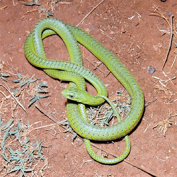The Boomslang (Dispholidus typus) is a nasty African opistoglyphous © Giuseppe Mazza