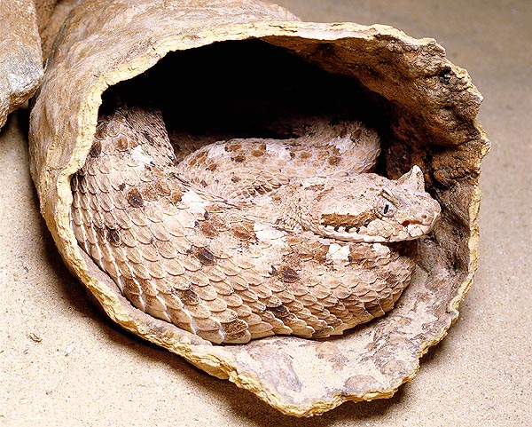 Crotalus cerastes, here hidden in an Opuntia cladode, resembles the Saharan horned viper © G. Mazza
