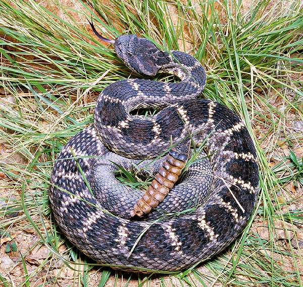 Crotalus viridis lives the great south western plains from Canada to eastern USA and Mexico © G. Mazza
