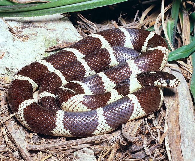 Il Lampropeltis getulus divora anche serpenti della sua taglia inclusi i crotali velenosi © Giuseppe Mazza