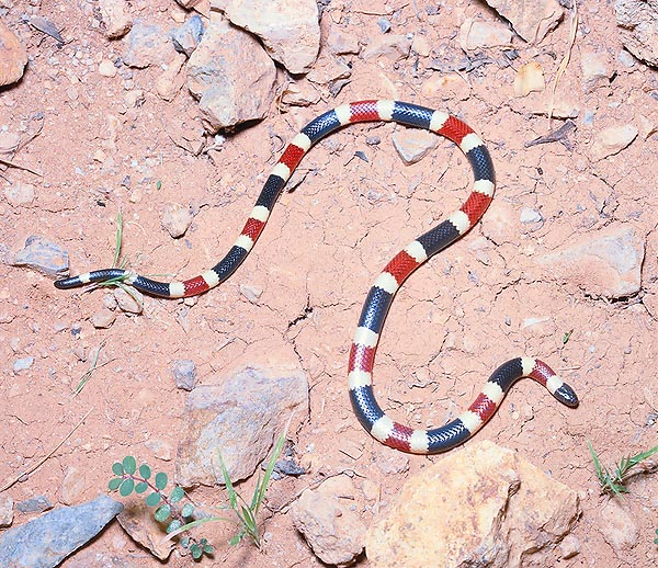 Il piccolo Micruroides euryxanthus è il serpente corallo dell'Arizona © Giuseppe Mazza