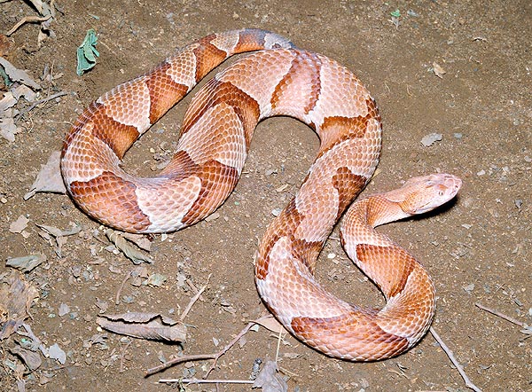 The Copperhead (Agkistrodon contortrix) is common in the eastern part of USA © Giuseppe Mazza