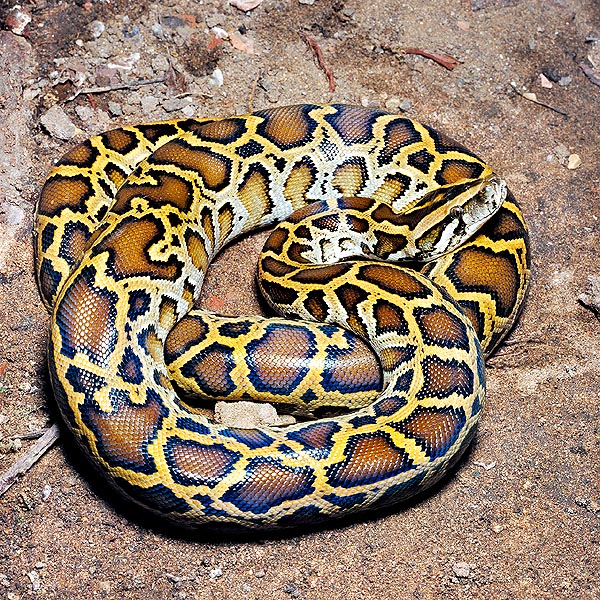 Il Python molurus bivittatus vive in India, Indonesia e sudest asiatico, dove raggiunge i 6 m © G. Mazza