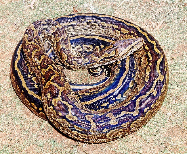 The Python sebae lives in various habitats south of Sahara, where may be 7 m long © Giuseppe Mazza