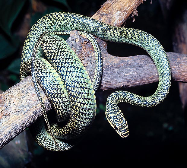 Il Serpente volante (Chrysopelea ornata) è il colubride meglio adattato alla vita arboricola © Giuseppe Mazza