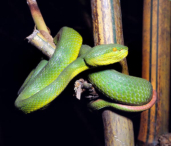 The Trimeresurus stejnegeri is common in south eastern Asia, from India to Taiwan © Giuseppe Mazza