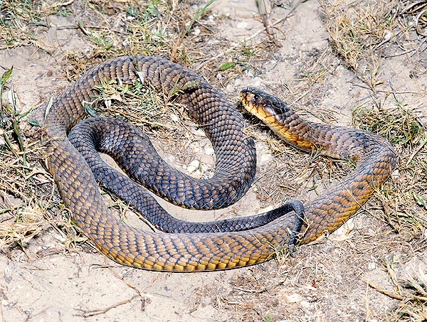 The Egyptian cobra (Naja haje) loves the arid regions of north-east Africa and of south-west Asia © Mazza