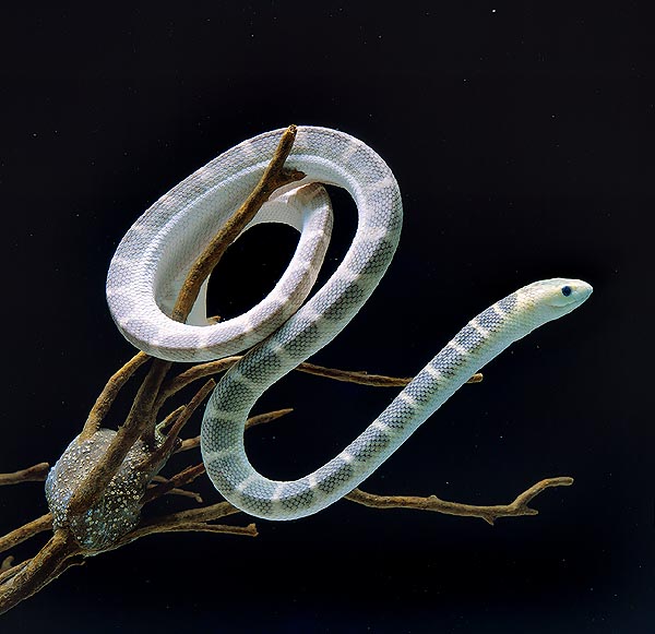 Il disegno del dorso fa sì che questa Hydrophis elegans sia poco visibile dall’alto © Giuseppe Mazza