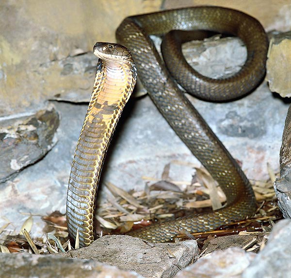 Il morso di un cobra reale (Ophiophagus hannah) può uccidere un elefante © Mazza