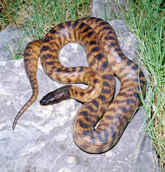 L'Aspidites melanocephalus del Nord Australia si nutre, caso raro per i boidi, di serpenti © G. Mazza