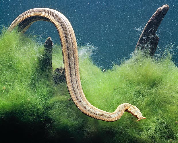 L'Erpeton tentaculatum dell'Indocina ha appendici mobili sul muso e non esce mai dall'acqua © G. Mazza