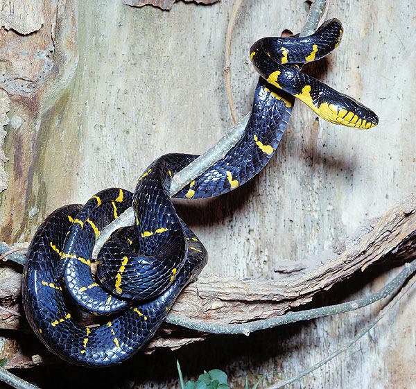 The Boiga dendrophila is an opistoglyphous common among the mangroves of south east Asia © G. Mazza