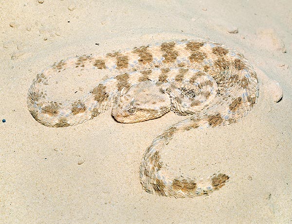 The Cerastes cerastes is very dangerous as it hides in the sands © Giuseppe Mazza